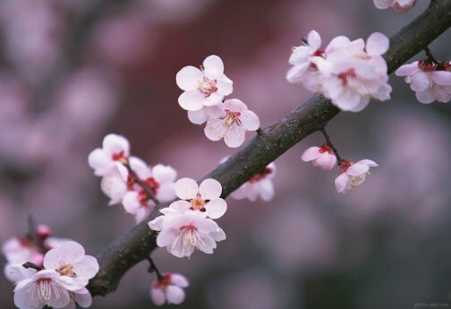 خودنمایی بهار در خراسان شمالی