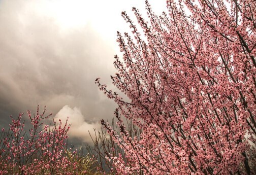 خودنمایی بهار در خراسان شمالی
