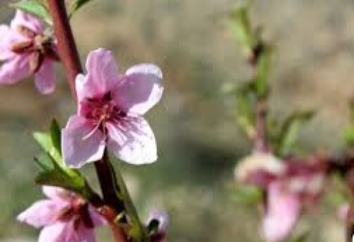 خودنمایی بهار در خراسان شمالی