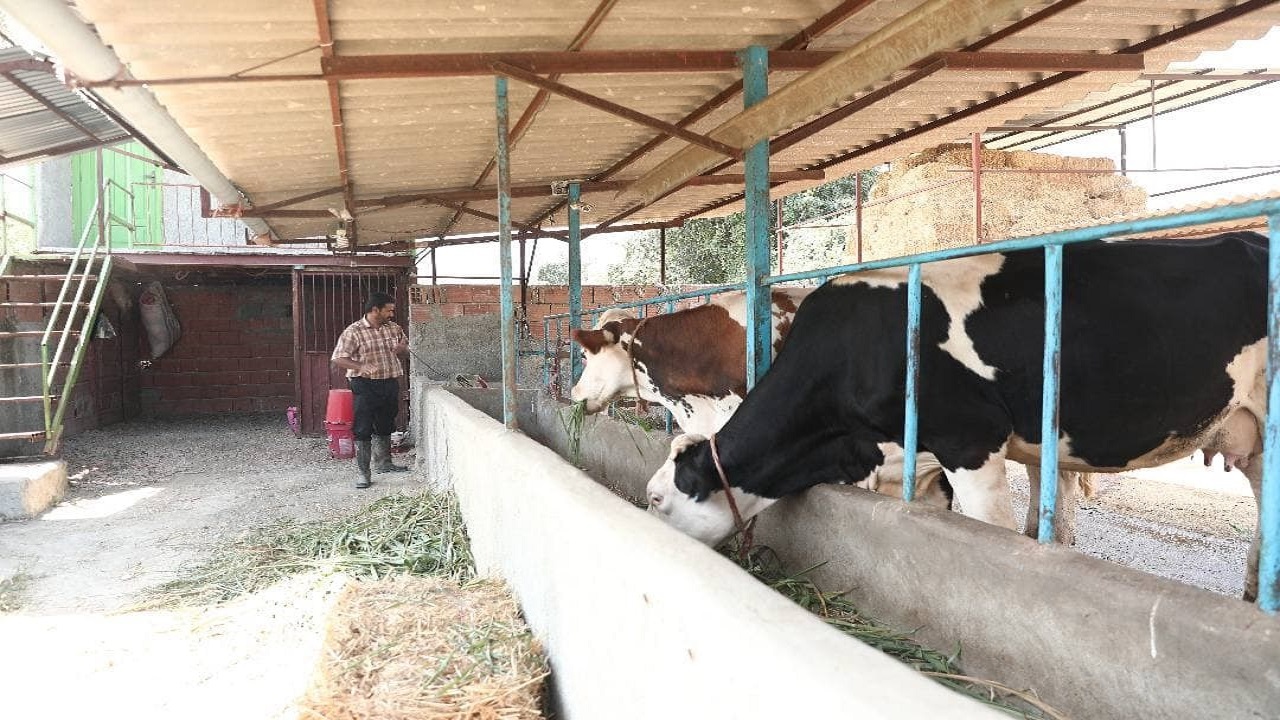 ۱۸۰ هزار شغل برکت در حوزه پرورش دام سبک و سنگین