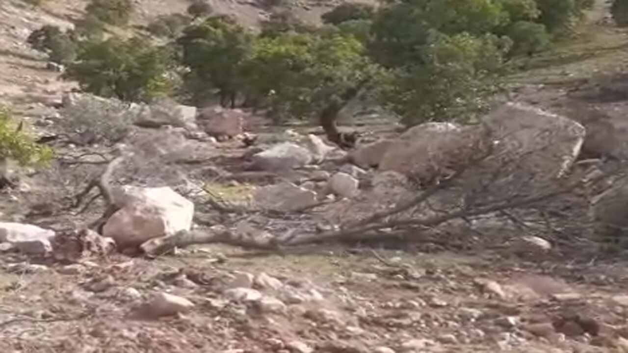 معدن سنگ و قطع درختان بلوط در روستای مله بلوط + فیلم