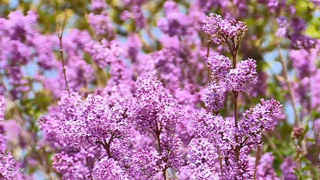 خودنمایی گل‌های یاس در خمین + فیلم