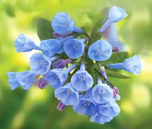 گلهای آبی رنگ که میتواند در باغ خود بکارید گلهای آبی رنگ که میتواند در باغ خود بکارید