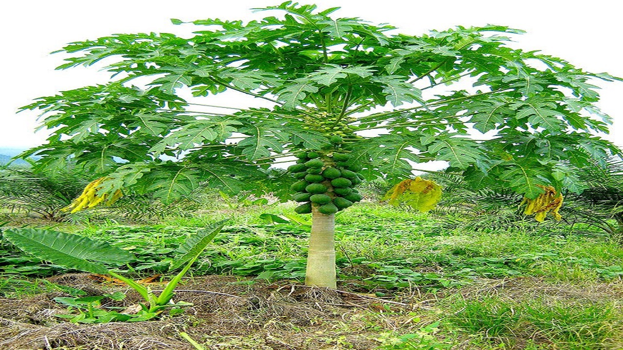 کشت میوه های استوایی هم وطنی شد