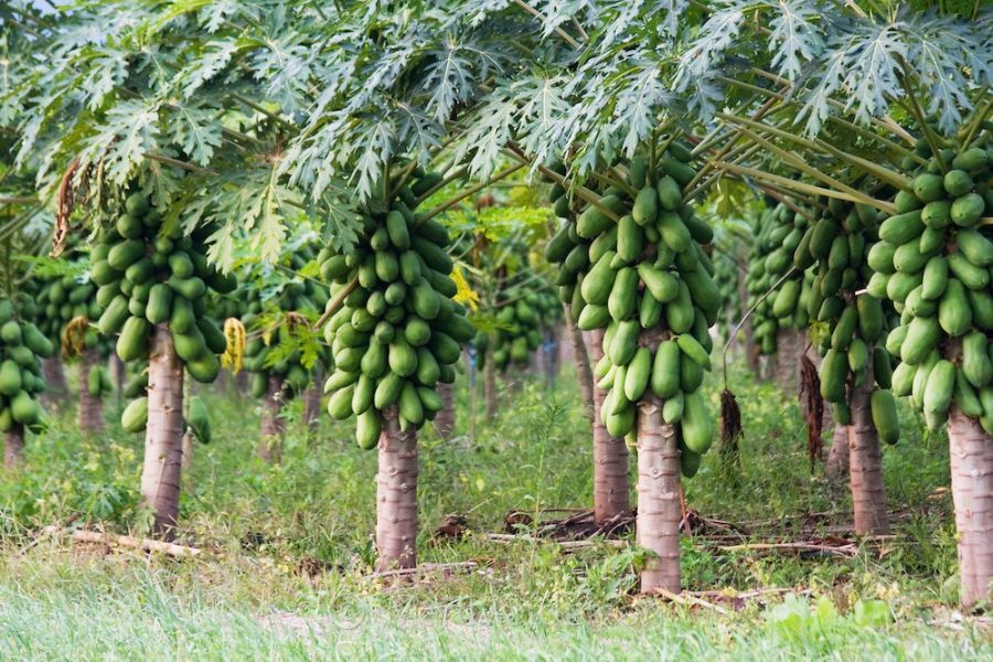 کشت گلخانه ای پاپایا