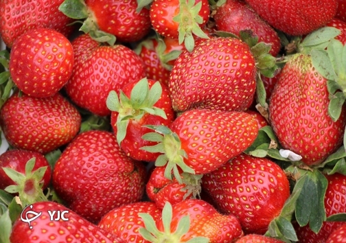 کام شیرین روسیه و عراق از توت فرنگی مازندران