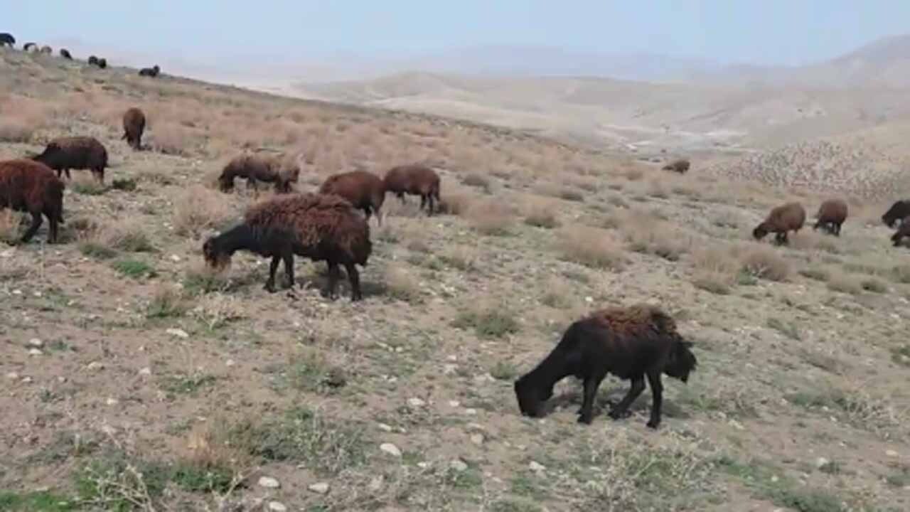 نمایی از طبیعت بکر و دیدنی در روستای نردین + فیلم