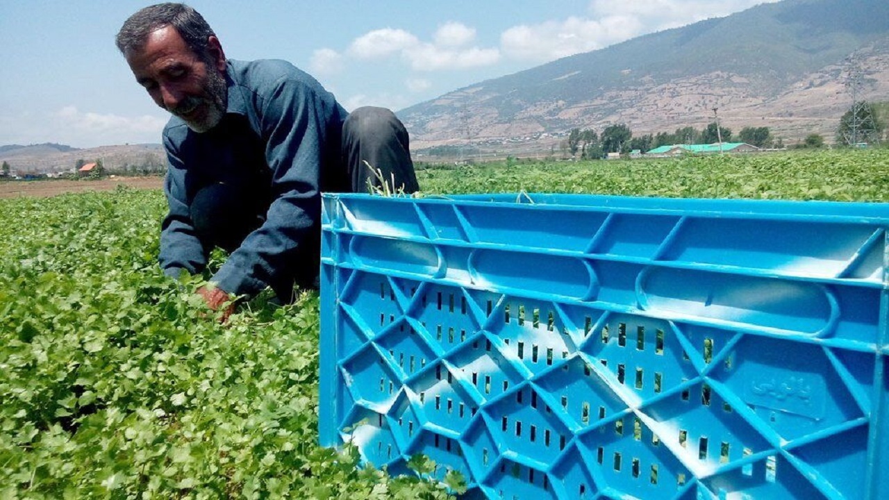 ۶۷۴ هزار تن سبزی و صیفی در آذربایجان شرقی تولید می‌شود