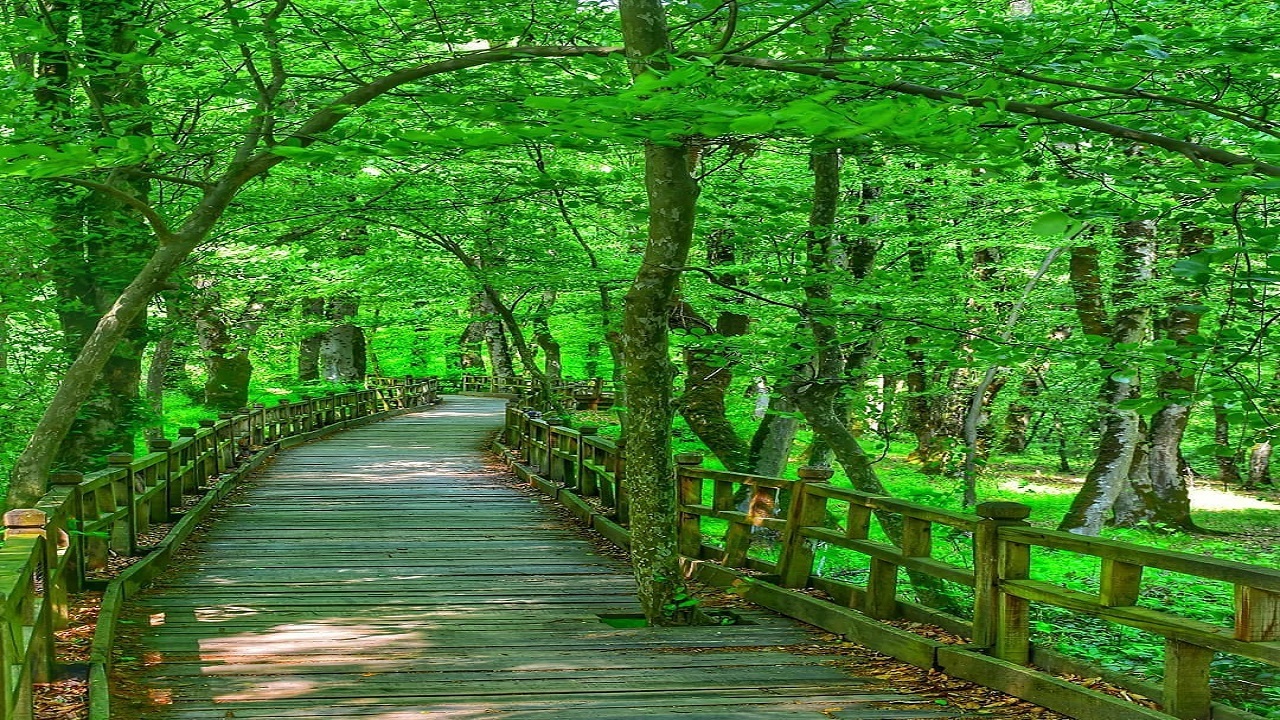 قاب رویایی جنگل النگدره در گرگان + فیلم و تصاویر