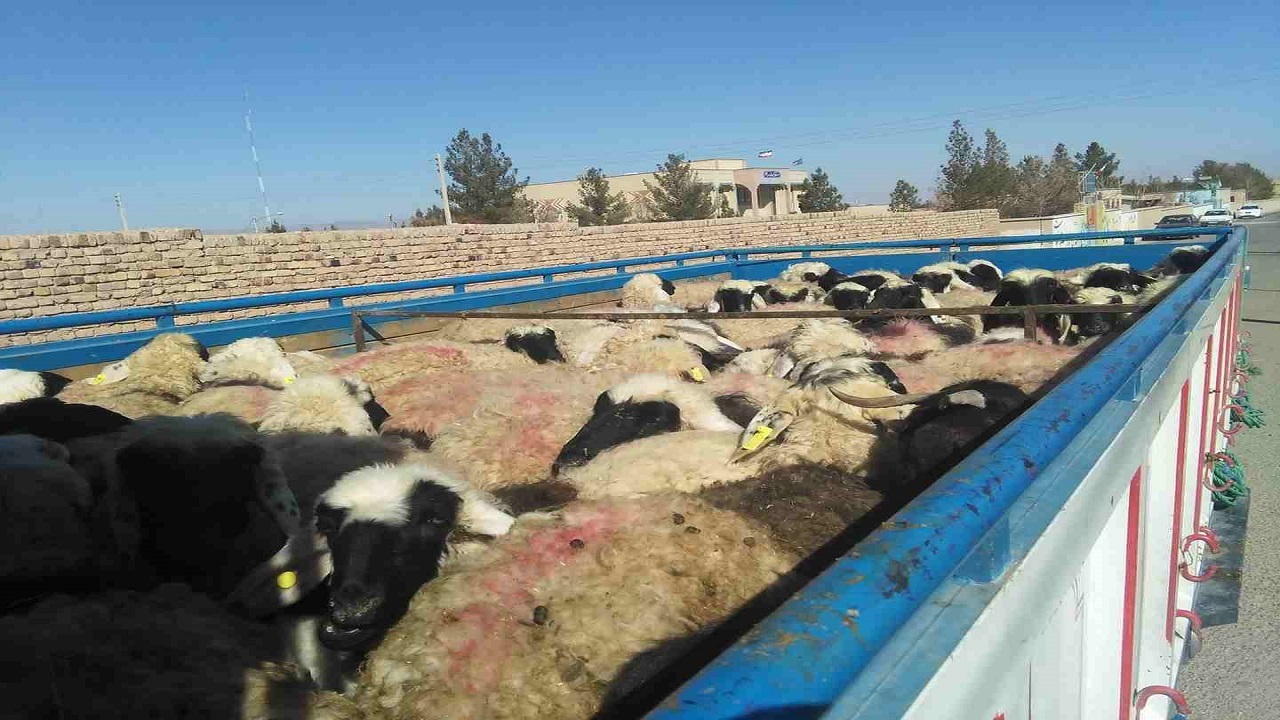 کامیون حامل دام قاچاق در خرمدره متوقف شد