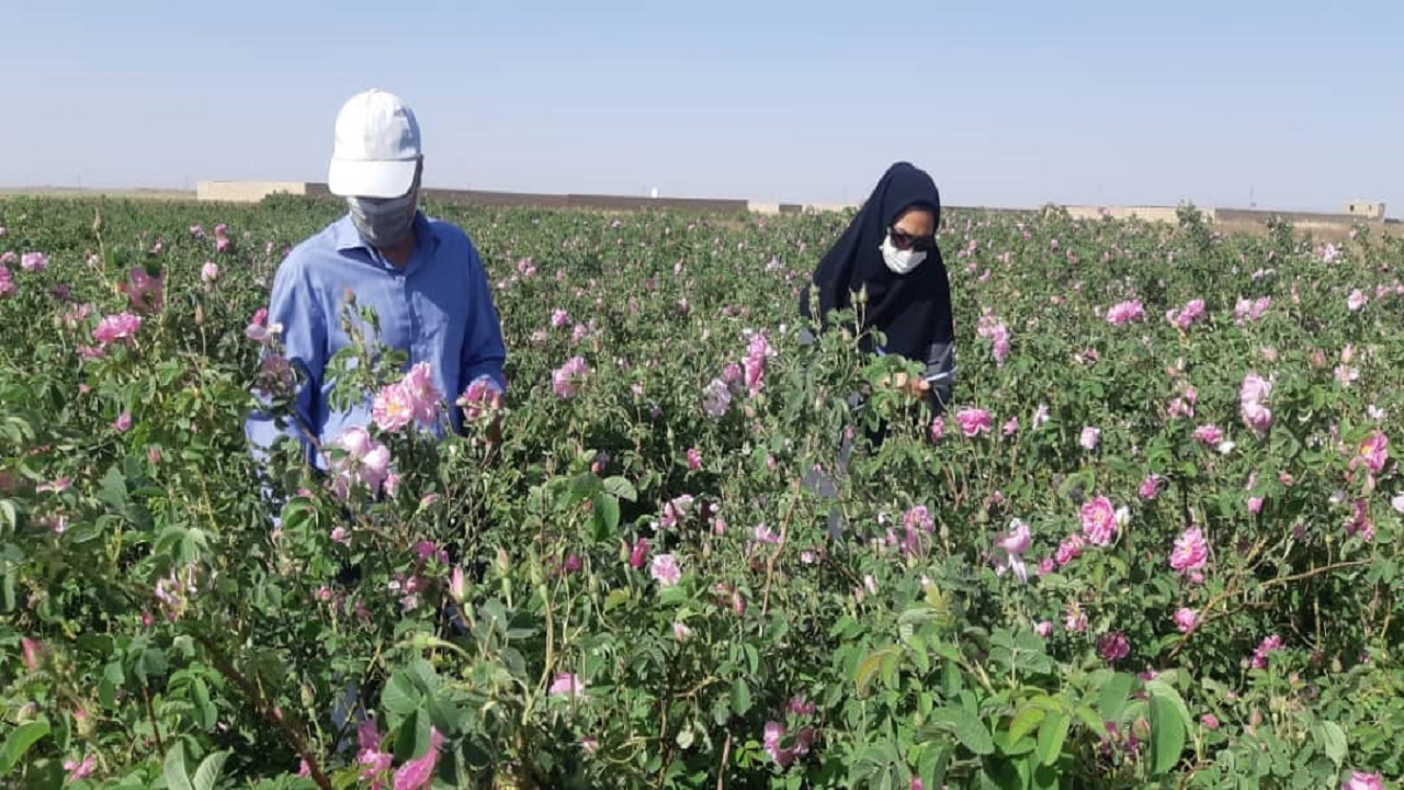 پیش بینی برداشت ۷۴۰ تن گل محمدی در تایباد