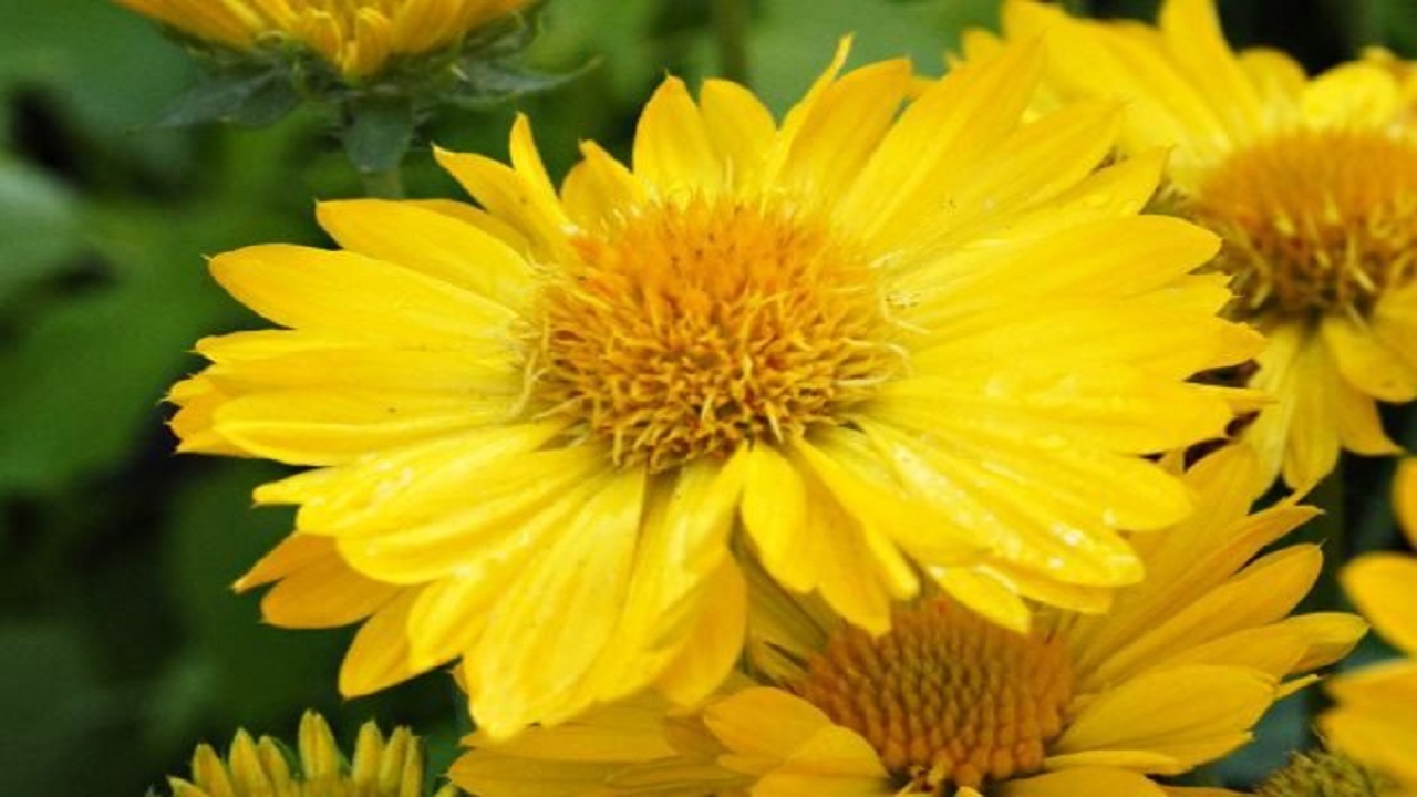 ۹ گل زیبای زردرنگ که برای پرورش دادن مناسب است