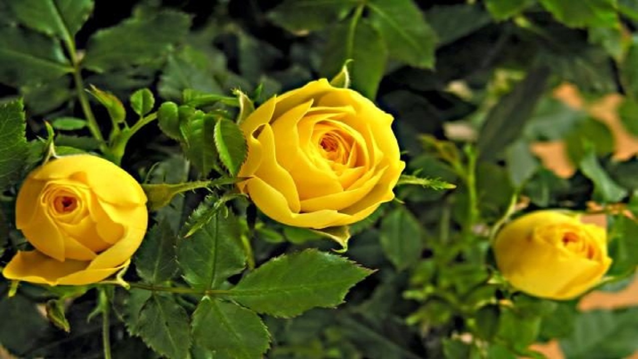 ۹ گل زیبای زردرنگ که برای پرورش دادن مناسب است