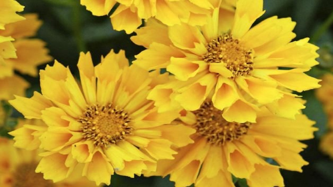 ۹ گل زیبای زردرنگ که برای پرورش دادن مناسب است
