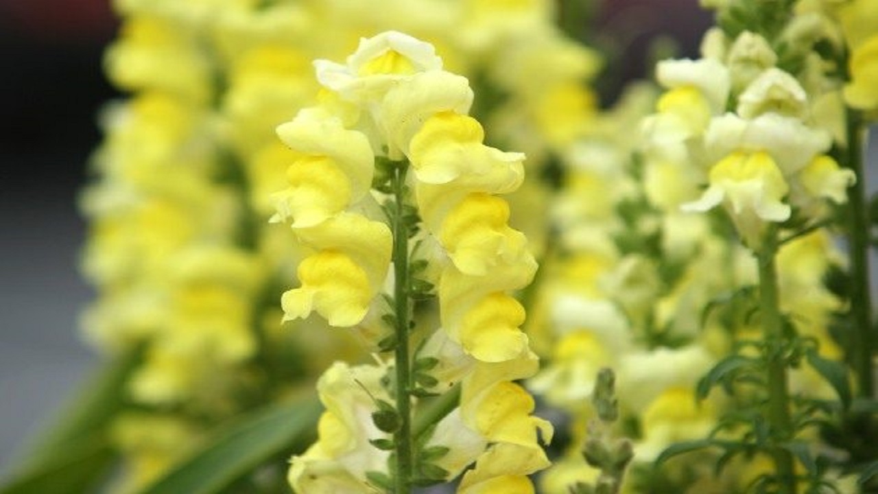 ۹ گل زیبای زردرنگ که برای پرورش دادن مناسب است