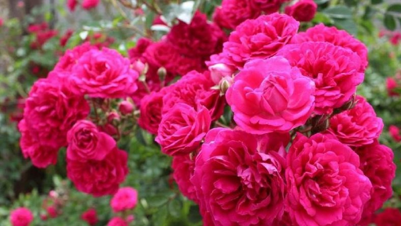 پیش بینی برداشت ۴۰۰ تن گل محمدی در قم