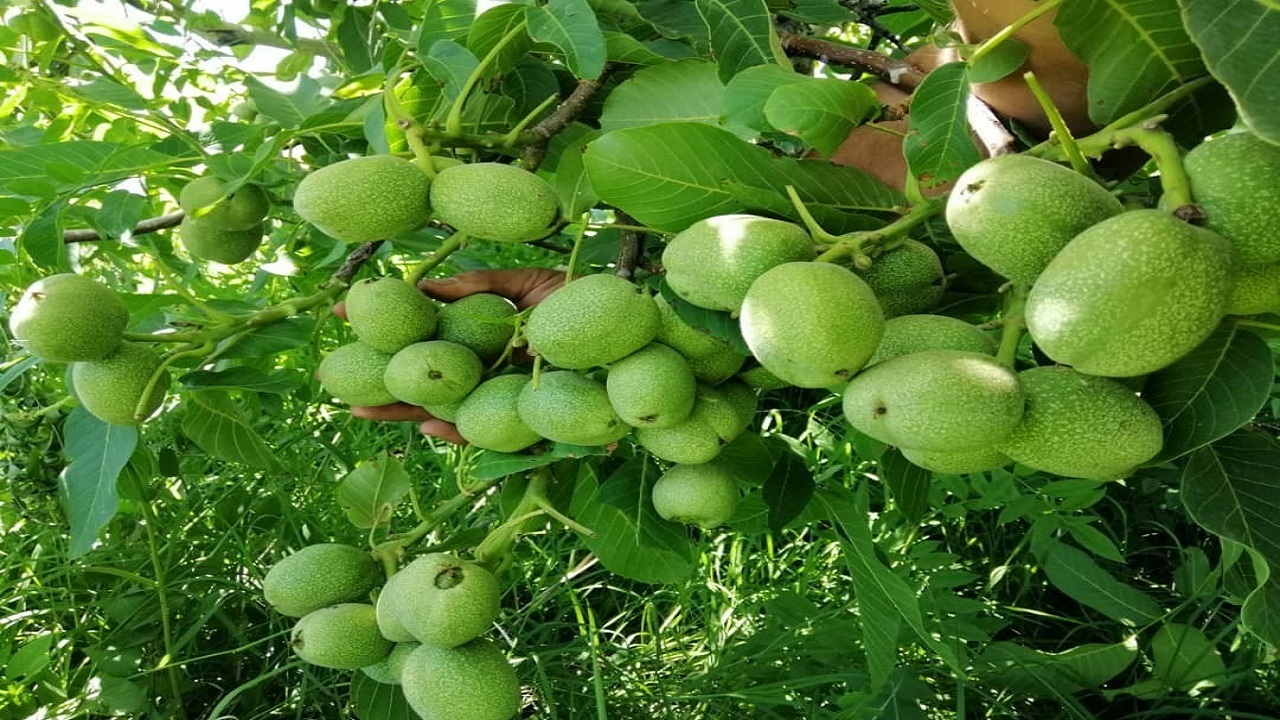 اجرای سرشاخه کاری درختان گردو در ۴۰۰ هکتار از باغات رزن و درگزین