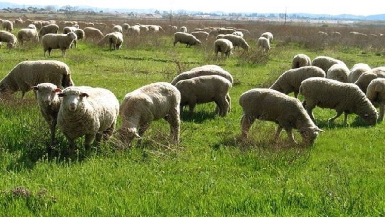 دامداران همدان نسبت به تمدید پروانه چرای دام اقدام کنند