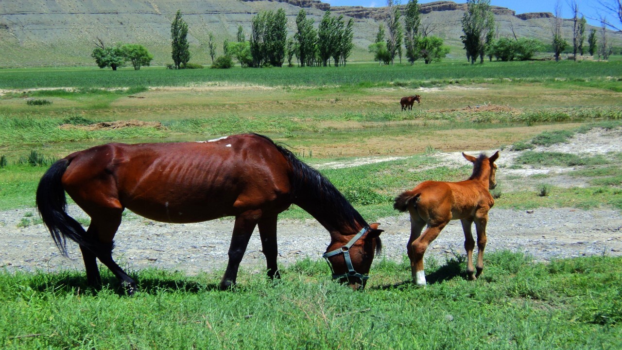 ضرورت ایجاد زیرساخت‌های جذب گردشگر در شهر غلامان