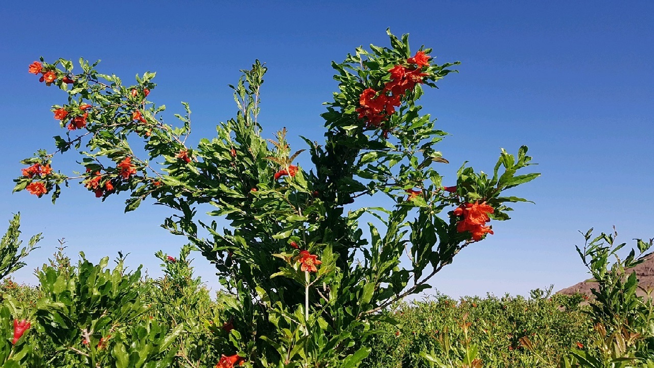 مبارزه موفق بیوتکنولوژیک با سرمازدگی باغات انار ساوه