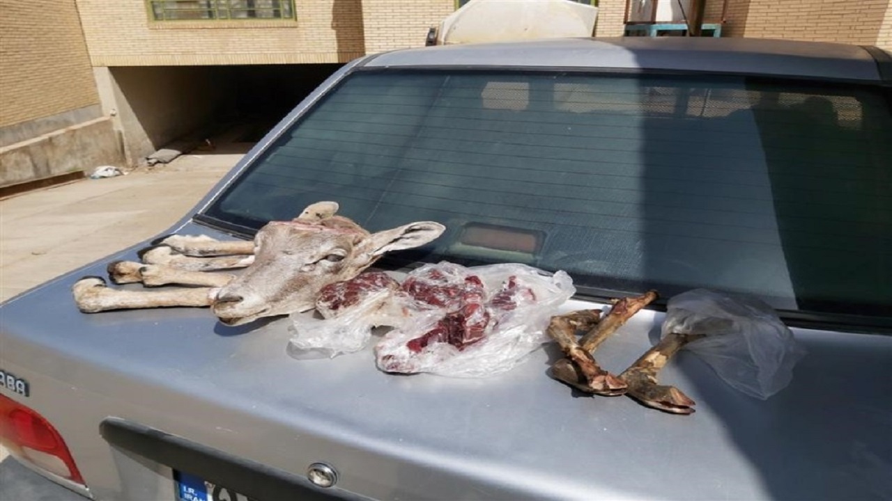 شکار و صید گوسفند وحشی درشهرستان بافق