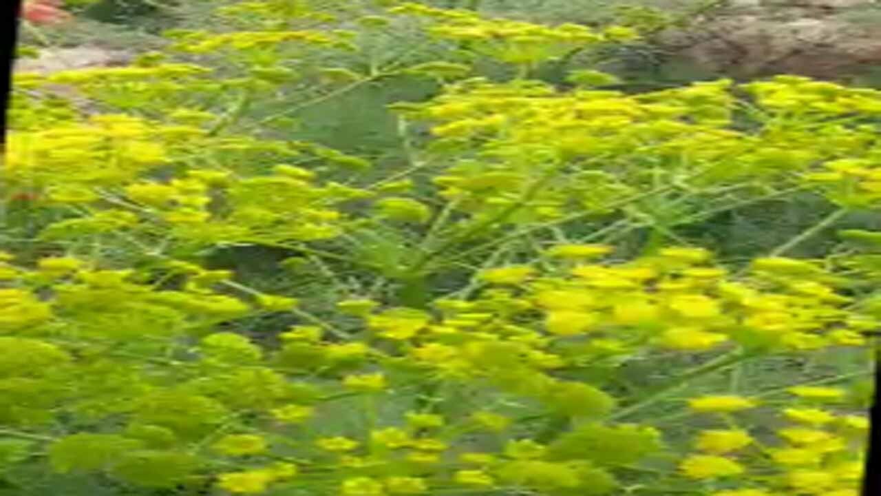 فیلمی از طبیعت بهاری در سمیرم