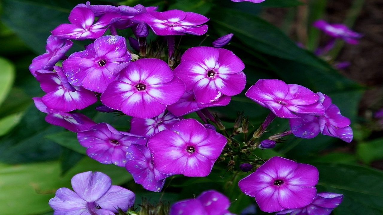 10 گل بنفش زیبا برای کسانی که عاشق رنگ بنفش هستند