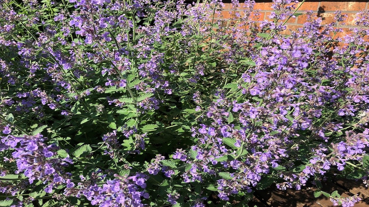 10 گل بنفش زیبا برای کسانی که عاشق رنگ بنفش هستند