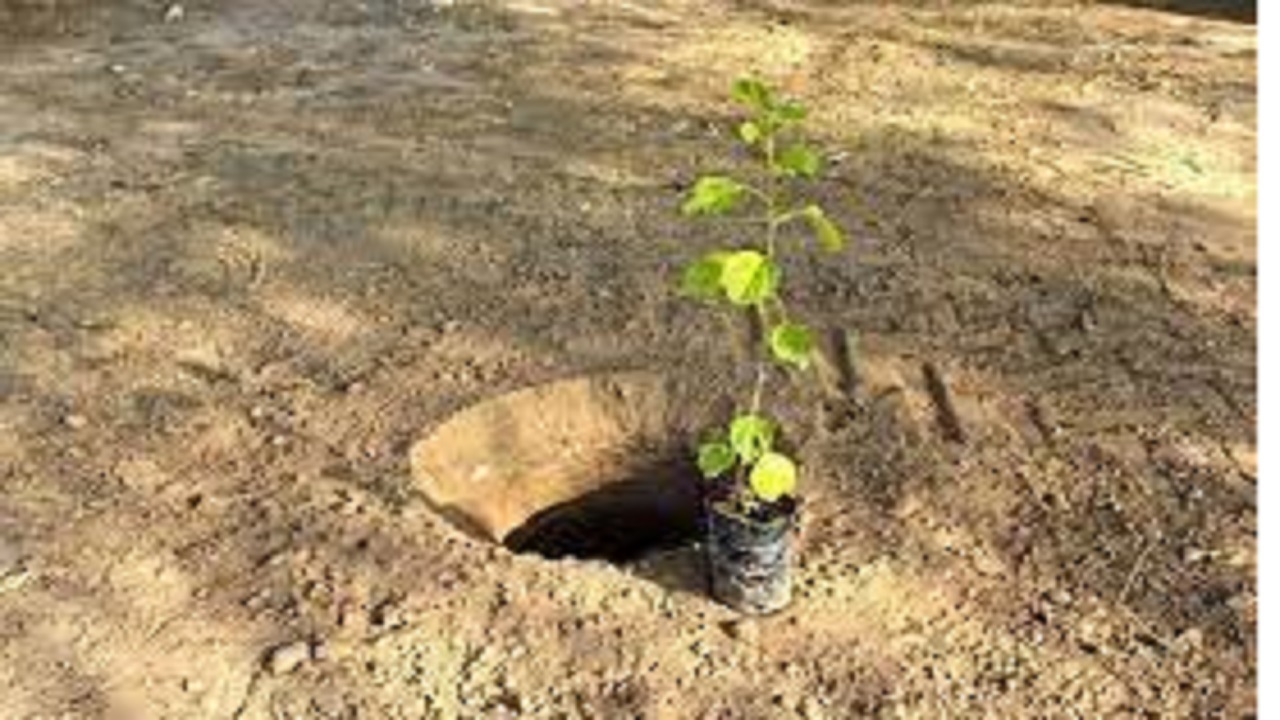 کاشت ۲۸۰ اصل نهال مثمر در اروندکنار