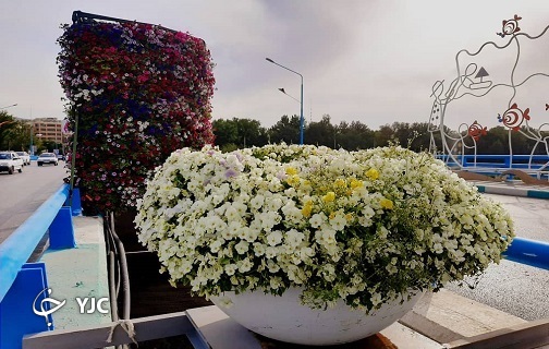 گل&zwnj;آرایی بهارانه با اطلسی&zwnj;ها