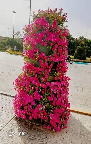 گل&zwnj;آرایی بهارانه با اطلسی&zwnj;ها