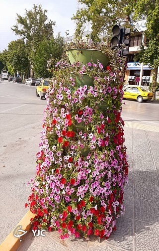 گل&zwnj;آرایی بهارانه با اطلسی&zwnj;ها