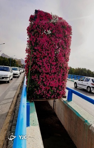 گل&zwnj;آرایی بهارانه با اطلسی&zwnj;ها