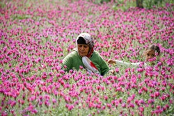 برداشت طالبی از مزارع بوشهر