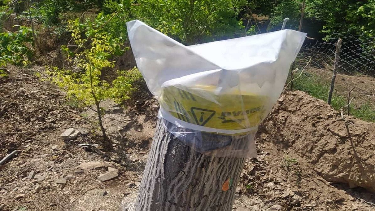 اجرای طرح سرشاخه‌کاری درختان گردو در کاشان