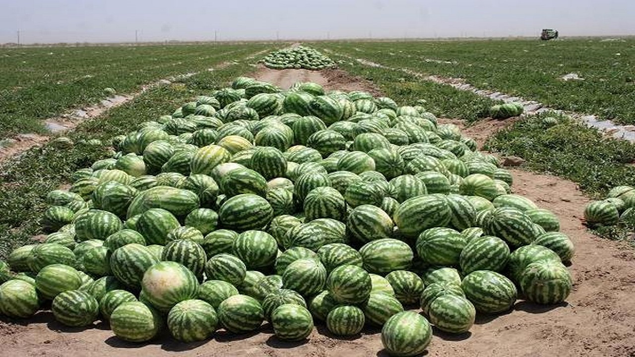 صادرات ۶ هزار و ۵۰۰ تُن هندوانه از مرز رازی خوی