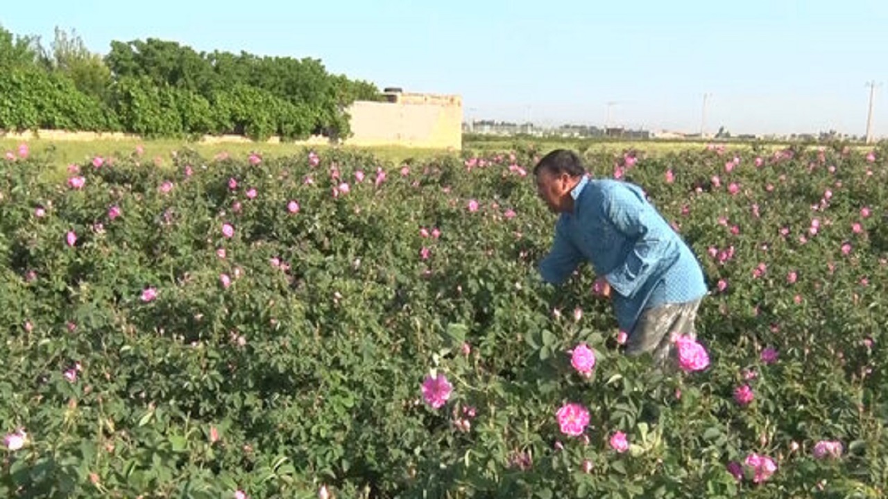 برداشت ۷۲۰ تن گل محمدی از باغستان‌های آران و بیدگل
