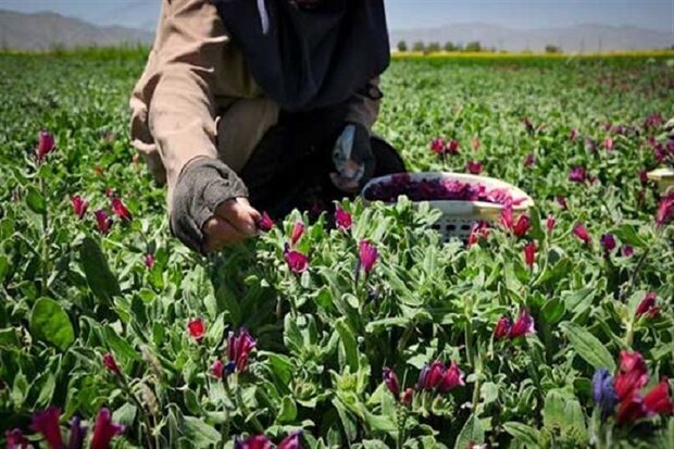 اعطای تسهیلات به متقاضیان کشت گیاهان دارویی