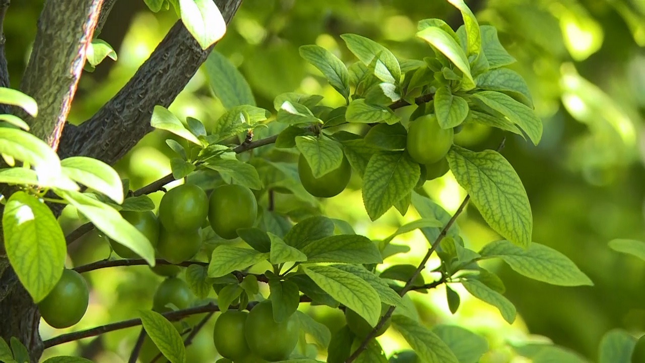 برداشت گوجه سبز در گیلان