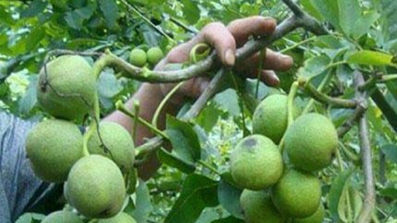 انجام ۴ هزار پیوند سرشاخه کاری گردو در ملایر