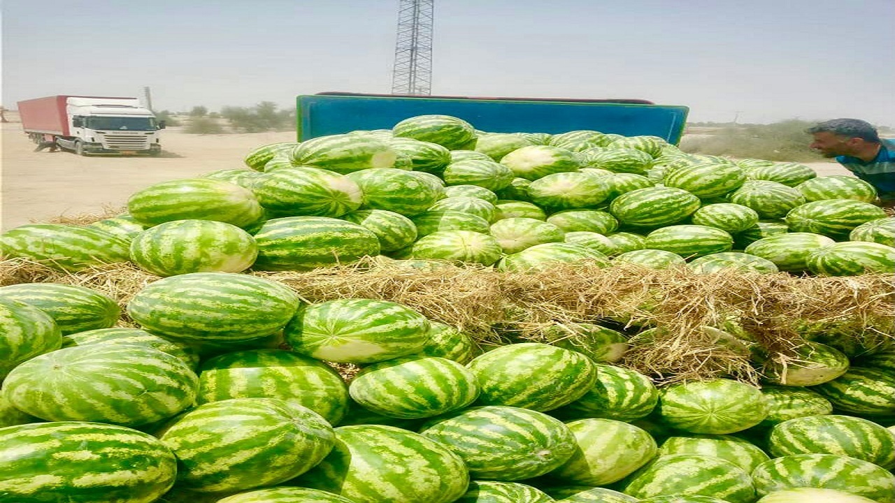 ۲۵۵ تن هندوانه از مزارع دشتیاری برداشت شد