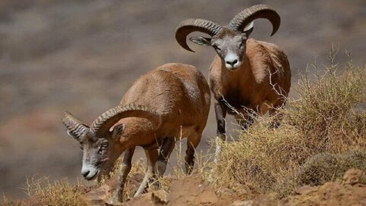 پارک محیط بان شنبه افتتاح می شود
