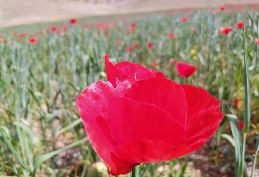 گل های شقایق، ندای سرخین لاله های آرام لرستان