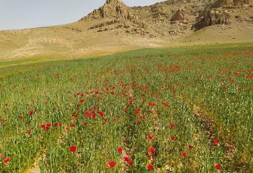گل های شقایق، ندای سرخین لاله های آرام لرستان