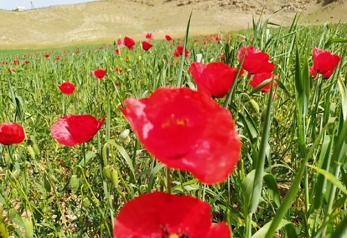 گل های شقایق، ندای سرخین لاله های آرام لرستان