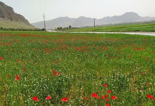 گل های شقایق، ندای سرخین لاله های آرام لرستان