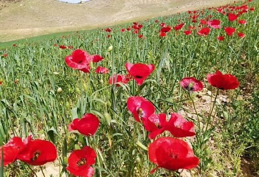 گل های شقایق، ندای سرخین لاله های آرام لرستان