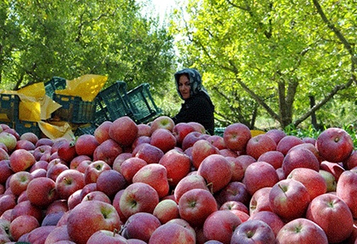 وقتی تلاش&zwnj;ها در سردخانه به ثمر می&zwnj;نشیند/سردرگمی سیب کاران خراسان شمالی
