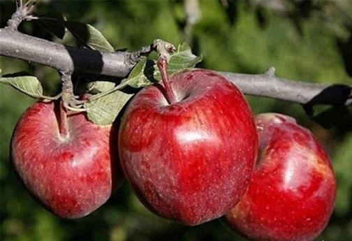 وقتی تلاش&zwnj;ها در سردخانه به ثمر می&zwnj;نشیند/سردرگمی سیب کاران خراسان شمالی