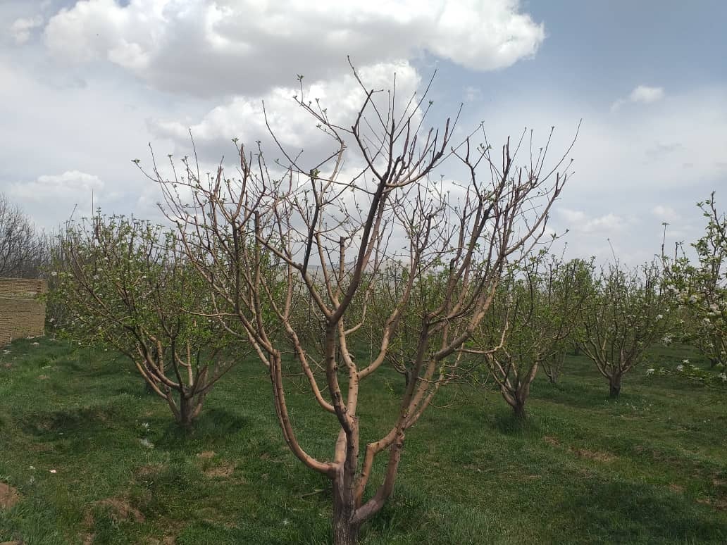 سرمازدگی و بیمه نداشتن بلای جان باغداران نهاوندی شد